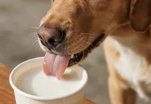狗狗可以喝豆漿嗎？獸醫師解析豆漿的優缺點與飲用建議