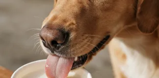 狗狗可以喝豆漿嗎？獸醫師解析豆漿的優缺點與飲用建議