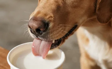 狗狗可以喝豆漿嗎？獸醫師解析豆漿的優缺點與飲用建議