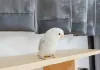 鸚鵡可以吃巧克力嗎？鸚鵡誤食巧克力怎麼辦？