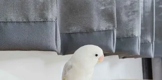 鸚鵡可以吃巧克力嗎？鸚鵡誤食巧克力怎麼辦？