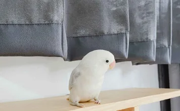 鸚鵡可以吃巧克力嗎？鸚鵡誤食巧克力怎麼辦？