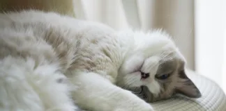 貓咪有肚臍嗎？為什麼你從沒看過貓的肚臍？