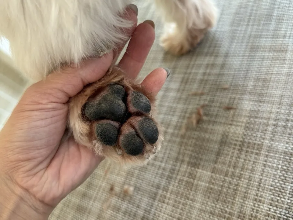 狗狗因頻繁舔咬腳掌,導致肉墊縫隙間的毛髮染色,顯示局部皮膚可能長期受刺激或潮濕,應留意是否為趾間炎初期徵兆。(圖片來源:DYNASTY朝代狗狗沙龍&安親照護)