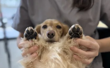 狗狗肉墊怎麼保養?專業寵物美容師教你守護毛孩足下健康 狗狗肉墊怎麼保養?專業寵物美容師教你守護毛孩足下健康