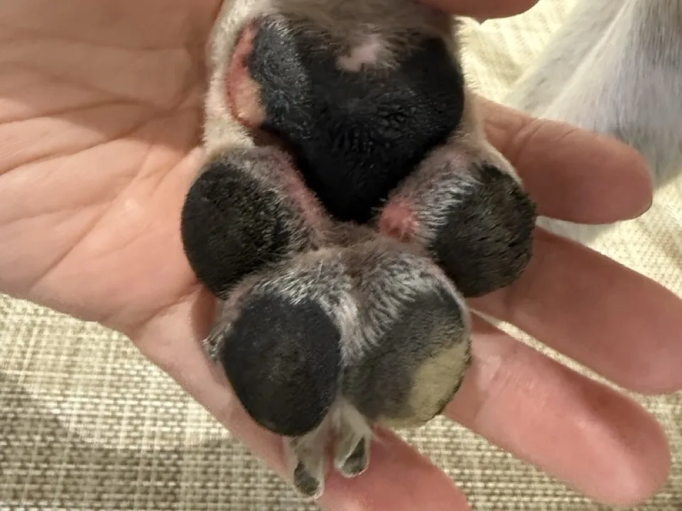 狗狗肉墊出現紅腫與磨損,可能是過度奔跑或接觸粗糙地面所致。(圖片來源:DYNASTY朝代狗狗沙龍&安親照護)