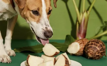 狗狗可以吃芋頭嗎？未煮熟、吃錯部位恐致命