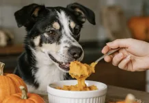 狗狗可以吃南瓜嗎？南瓜的營養、功效與餵食須知一次看
