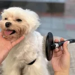 狗狗毛髮打結怎麼辦？專業寵物美容師教你預防狗狗毛髮打結與處理步驟