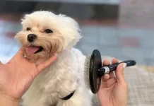 狗狗毛髮打結怎麼辦？專業寵物美容師教你預防狗狗毛髮打結與處理步驟