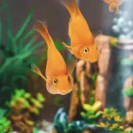 什麼是新缸症候群？水族箱新手最常忽略的致命陷阱！