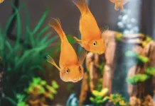 什麼是新缸症候群？水族箱新手最常忽略的致命陷阱！
