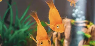 什麼是新缸症候群？水族箱新手最常忽略的致命陷阱！