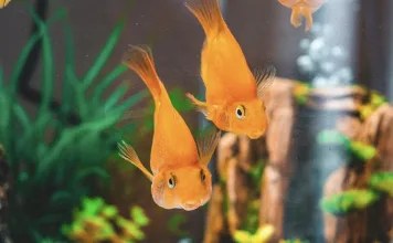 什麼是新缸症候群？水族箱新手最常忽略的致命陷阱！