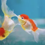 金魚會睡覺嗎？金魚靜止不動是在睡覺還是生病了？
