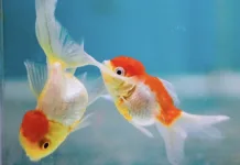 金魚會睡覺嗎？金魚靜止不動是在睡覺還是生病了？