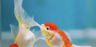 金魚會睡覺嗎？金魚靜止不動是在睡覺還是生病了？