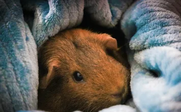 天竺鼠怕冷嗎？了解天竺鼠適合的生活溫度與冬季保暖方式