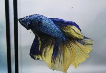 鬥魚可以活多久？多久餵食一次？飼主必知的鬥魚照護指南