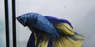 鬥魚可以活多久？多久餵食一次？飼主必知的鬥魚照護指南