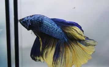 鬥魚可以活多久?多久餵食一次?飼主必知的鬥魚照護指南 鬥魚可以活多久?多久餵食一次?飼主必知的鬥魚照護指南