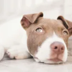 狗狗脂肪瘤一定要手術嗎？脂肪瘤破裂怎麼辦？狗狗脂肪瘤治療方式一次看！
