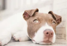 狗狗脂肪瘤一定要手術嗎？脂肪瘤破裂怎麼辦？狗狗脂肪瘤治療方式一次看！