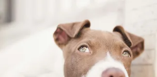狗狗脂肪瘤一定要手術嗎？脂肪瘤破裂怎麼辦？狗狗脂肪瘤治療方式一次看！