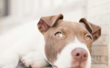 狗狗脂肪瘤一定要手術嗎？脂肪瘤破裂怎麼辦？狗狗脂肪瘤治療方式一次看！