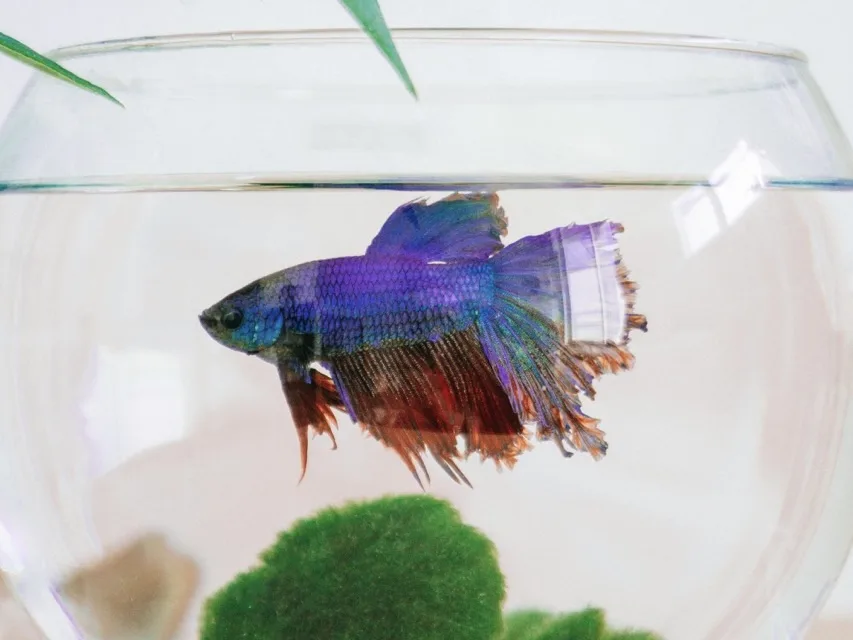 鬥魚多久餵食一次最理想?