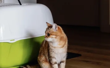 怎麼讓貓咪習慣使用外出籠?4步驟訓練貓咪使用外出籠 怎麼讓貓咪習慣使用外出籠?4步驟訓練貓咪使用外出籠