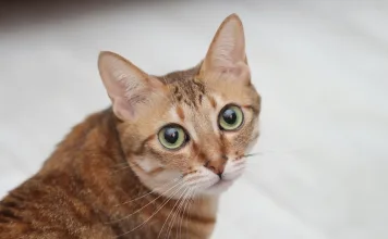 貓咪尿道阻塞3大照護重點一次看!留意4個注意事項,避免尿道阻塞復發 貓咪尿道阻塞3大照護重點一次看!留意4個注意事項,避免尿道阻塞復發