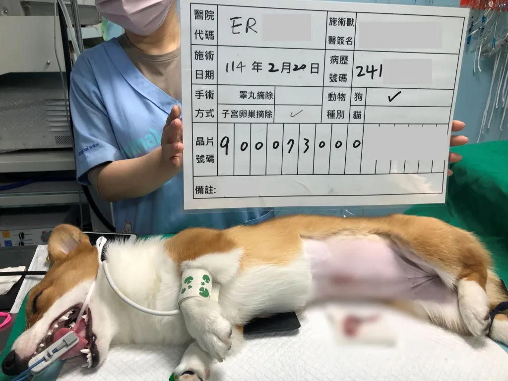 飼主申請新北絕育補助之術後示範畫面（圖片來源：新北市政府動保處）