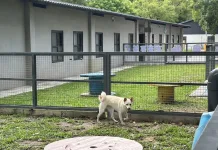 桃園市動保處首辦免費公益演唱會 前機長王丰獻聲毛孩