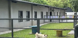 桃園市動保處首辦免費公益演唱會 前機長王丰獻聲毛孩