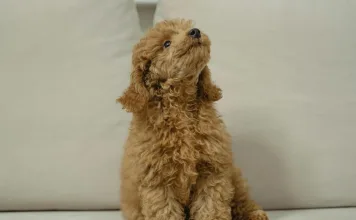 狗狗毛髮脫落、皮膚乾裂，當心皮脂腺炎在作怪！