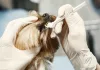 狗狗牙齦瘤是什麼？狗狗口臭、咬東西變慢？這可能是牙齦瘤在作怪！