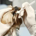 狗狗牙齦瘤是什麼？狗狗口臭、咬東西變慢？這可能是牙齦瘤在作怪！