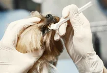 狗狗牙齦瘤是什麼？狗狗口臭、咬東西變慢？這可能是牙齦瘤在作怪！