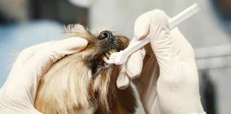 狗狗牙齦瘤是什麼？狗狗口臭、咬東西變慢？這可能是牙齦瘤在作怪！