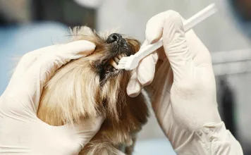 狗狗牙齦瘤是什麼？狗狗口臭、咬東西變慢？這可能是牙齦瘤在作怪！