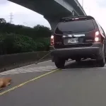 狗狗遭車輛拖行（圖片來源：新北市政府動保處）