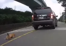 狗狗遭車輛拖行（圖片來源：新北市政府動保處）