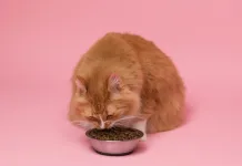 貓咪貧血怎麼辦？紅血球生成刺激劑有助於改善慢性腎病貓咪的貧血症狀嗎？