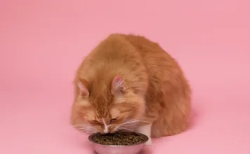 貓咪貧血怎麼辦？紅血球生成刺激劑有助於改善慢性腎病貓咪的貧血症狀嗎？