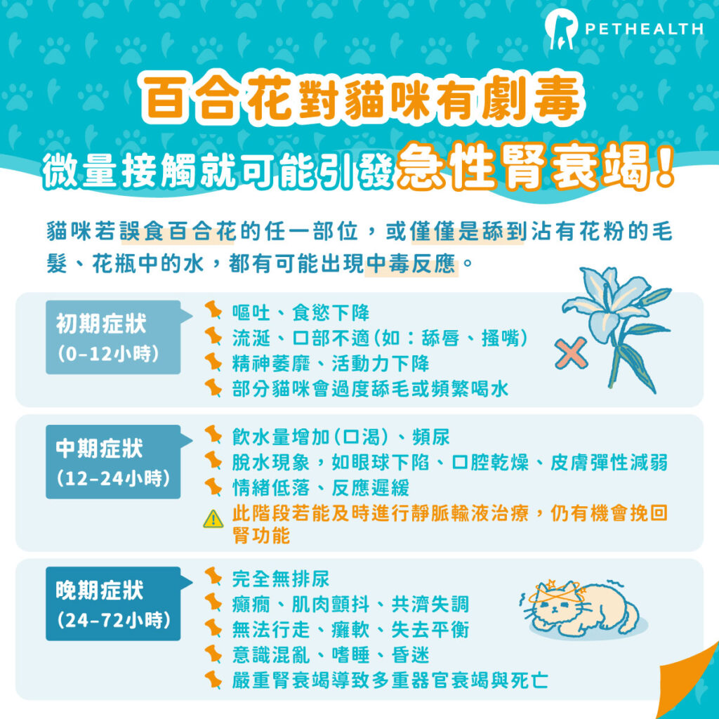 貓咪百合花中毒的症狀有哪些？