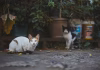強化動保觀念、推動友善城市：桃園市舉辦114年度「桃樂動物友善城市志工特殊訓練」！2025年9月1日新屋開課，歡迎熱情民眾報名參加
