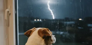 狗狗怕打雷怎麼辦？獸醫教你5步驟幫助狗狗舒緩焦慮