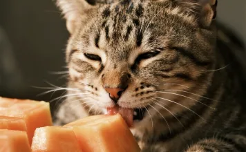 貓咪可以吃木瓜嗎？木瓜雖無毒，但這些貓咪不建議吃！木瓜的營養價值與正確餵法一次看