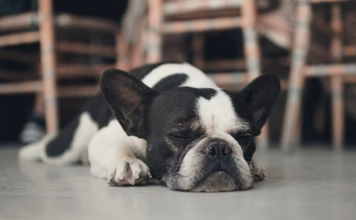 為什麼狗狗與貓咪會出現體腔積液?專家解析犬貓腹腔積液與胸腔積液的成因與常見症狀 為什麼狗狗與貓咪會出現體腔積液?專家解析犬貓腹腔積液與胸腔積液的成因與常見症狀